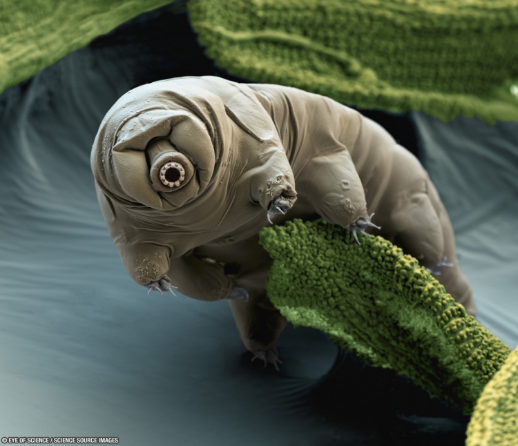 Tardigrade or water bear (Macrobiotus sapiens) in moss. Colour enhanced scanning electron micrograph (SEM) of a water bear in its active state. Water bears are tiny invertebrates that live in aquatic and semi-aquatic habitats such as lichen and damp moss. They require water to obtain oxygen by gas exchange. In dry conditions, they can enter a cryptobiotic state of desiccation, known as a tun, to survive. In this state, water bears can survive for up to a decade. This species was found in moss samples from Croatia. It feeds on plant and animal cells. Water bears are found throughout the world, including regions of extreme temperature, such as hot springs, and extreme pressure, such as deep underwater. They can also survive high levels of radiation and the vacuum of space. Magnification: x250 when printed 10cm wide.