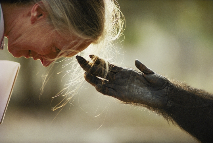 Jane Goodall with chimpanzee Jou Jou, Brazzaville Zoo, Brazzaville, Republic of the Congo, 1990 