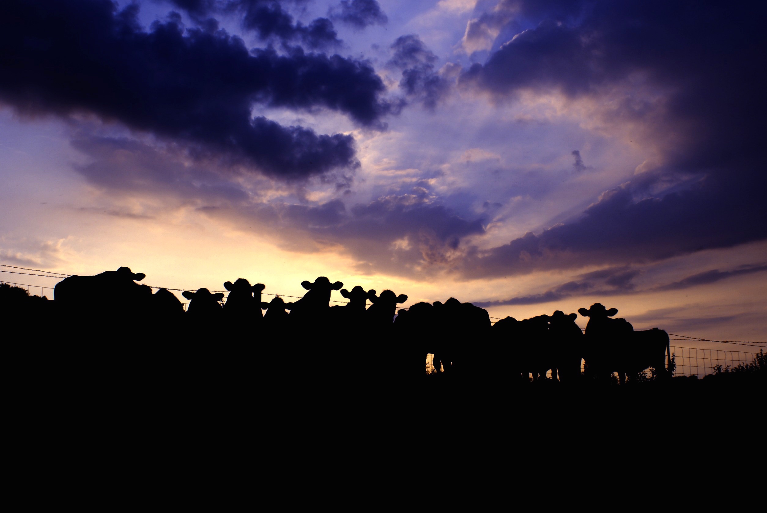 https://philipstanfielddotcom.files.wordpress.com/2015/08/cows-at-sunset.jpg